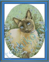 Siamese Cat