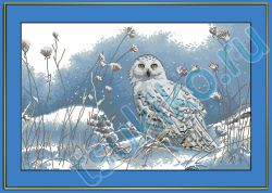 Northwind Owl