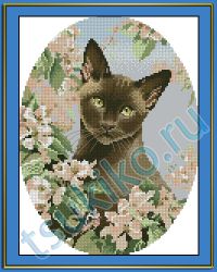 Burmese Cat