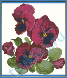 Ruby pansies