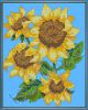 Sunflower Drama