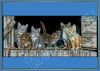 Barnyard Kitties